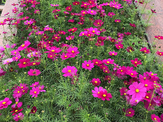 新密市永生花手工|小区绿化设计